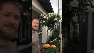 Восхитительная Штамбовая Роза 