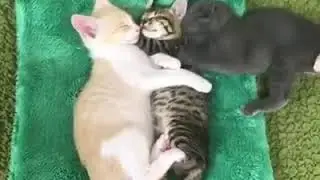 cute kitten / sevimli yavru kediler