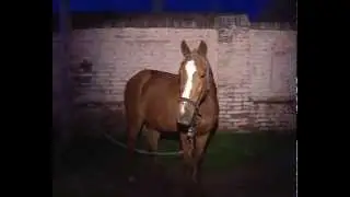 Caballo abandonado