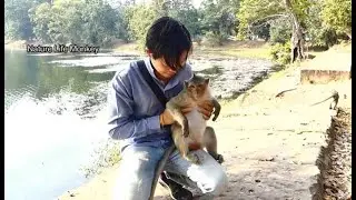 Good relationship PaPa Song with young pregnant monkey Patty