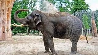Літнє СПА для мешканців Київзоо / Summer SPA for Kyivzoo residents