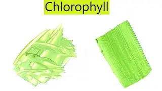 Chlorophyll Color - How To Make Chlorophyll Color - Color Mixing Video