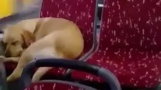 Soğuktan Korumak İçin Köpeği Otobüse Alan İETT Şöförü