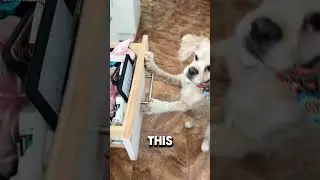 Trained my Dog to help keep kitchen Tidy! #dogtricks #trainyourdog #tricks