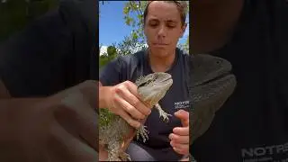 Maneggio un Drago D’acqua Australiano in Natura 🐉