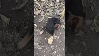 आज बड़ी मस्ती आ रही है