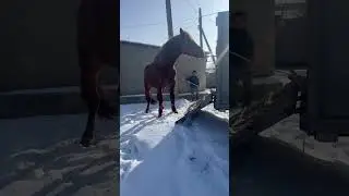 Ағамыз,Асау айғырды үйірге қосайын  деп жатыр! #вулкан #horse #каратау #лошади #казахстан #малбазар
