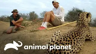 Frank e Darran se aproximam de guepardos e leões | Wild Frank vs Darran | Animal Planet Brasil