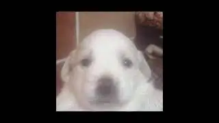 INSTASAMKA-shake (speed up version)