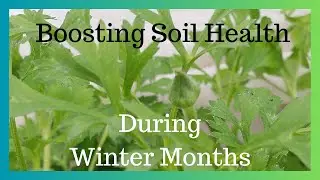 Boosting Plant Health In Winter