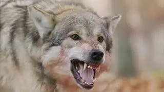 Wolf Snarling Sound Effect
