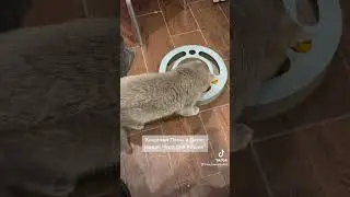 Кошачьи Лапы в Деле: Новая Игра для Кошек