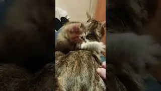 Котёнку курильского бобтейла 39 дней. ANZHELA GOLDEN SUN. Тигровая черепаза, КШ, др 08.02.24