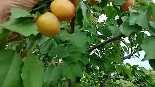 Абрикос:два на одному....