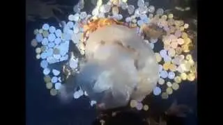 Страсти по медузам