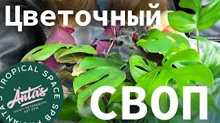 ЦВЕТОЧНЫЙ СВОП сентябрь 2023 С-Пб