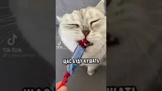 котики в тик ток