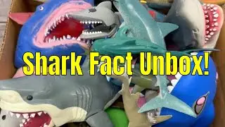 Shark & Sea Animal Fun! Learn Names and Facts with Toys