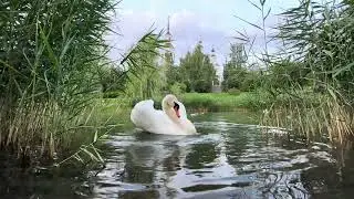 Белоснежный красавчик лебедь 🦢 Леонид танцует на воде 🥰