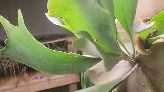 Staghorn growth progression