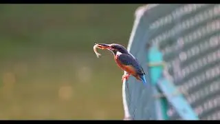 Common Kingfisher eating a Fish
