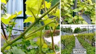 ☑️Пасынкуем виноград на урожай после заморозка.Обработка винограда перед цветением.❗