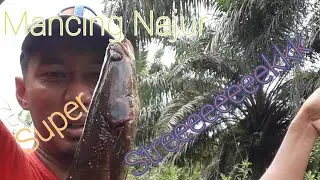 Mancing Najur Streknya Super Muantaaaaap