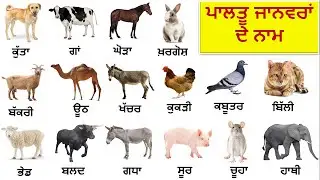 Domestic Animals Names in Hindi and English || ਪਾਲਤੂ ਜਾਨਵਰਾਂ ਦੇ ਨਾਮ