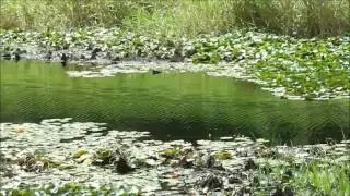 Geocaching: Enoggera Dam
