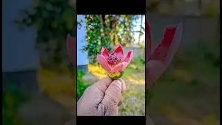 LMC 8.4 Best Colorful config . #gcam #shorts