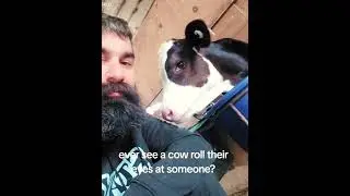 My cows totally understand me  