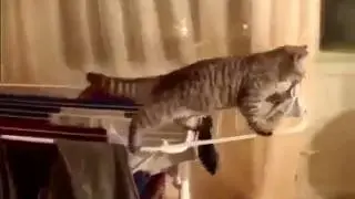 Кот стащил трусы
