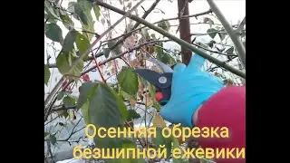 Осенняя обрезка Ежевики