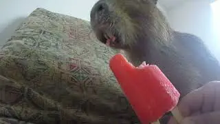 Capybara eating a Popsicle ASMR