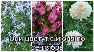 Цветы в саду, которые цвели всё лето.
