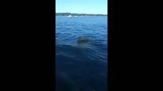 Собака спасает тонущего ОЛЕНЯ