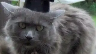 Kitteh Academy, Class of 2011 Graduates!