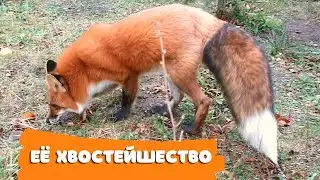 Foxie Fox - Her Majesty Princess Fluffy Tail