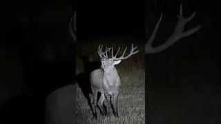 DEV KIZIL GEYİĞİN BÖĞÜRMESİ! 