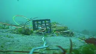 Dogfish Vs Crab