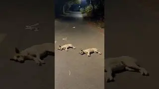 Лежачий полицейский🤣 