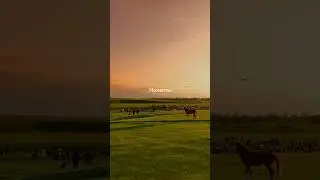 Копите мометы🫶