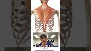 Mid Back Pain? Don’t forget this muscle. #backpain #anatomy #backpainrelief #lowertraps