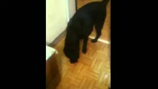Собаки тоже боятся огурцов