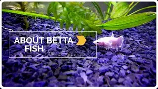 About Betta fish in Malayalam