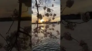 It’s Washington DC Cherry Blossom 🌸 Season… Here is my favorite view …