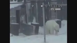 Полярка. Медведи...Чукотка