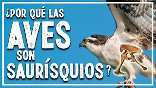 🐦 ¿Las AVES son DINOSAURIOS con pelvis de LAGARTO? 🦖