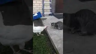 голодные куры