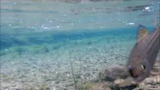 ХарюзякИ